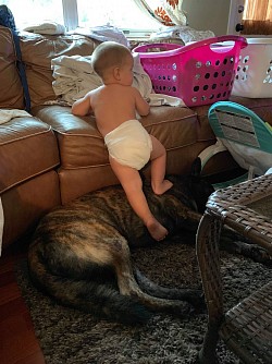 Our dogs great with children 