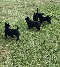Wicca/chaos litter dob 10/24/23