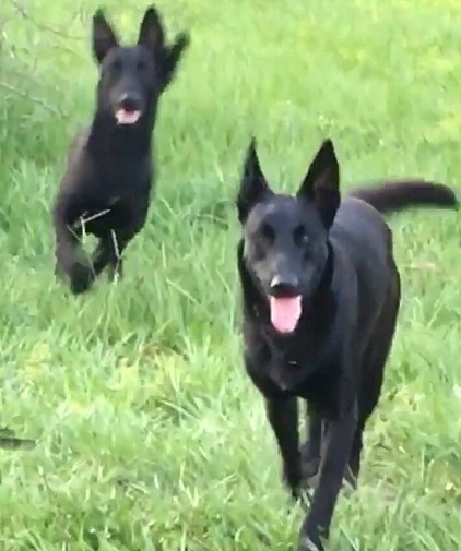 Sig &spanky The Boys . Young adults , Available as a pair contact us