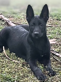DOB 10/24/23 black mal pup available