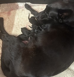 Deposits now New litter here 12/6/25