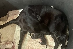 Wicca / chaos litter dob 12/6/2025