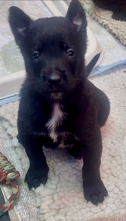 DOB 12/06/25 females available reserve now