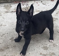 females available reserve now DOB12/6/25