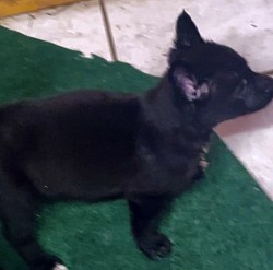 Females availableDOB12/6/25 reserve nowt