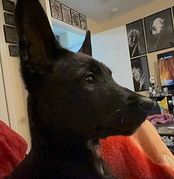 females available reserve now DOB12/6/25