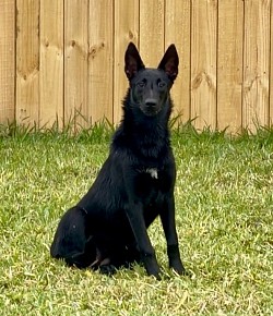 Our girl at 5 mo old