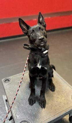 Another cutie in her forever home